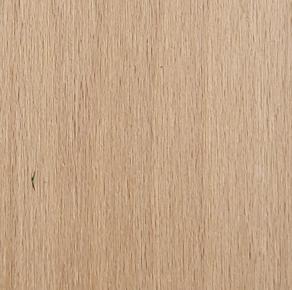 European Beech