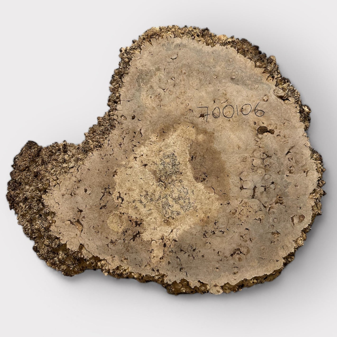 Maple Burl #700106