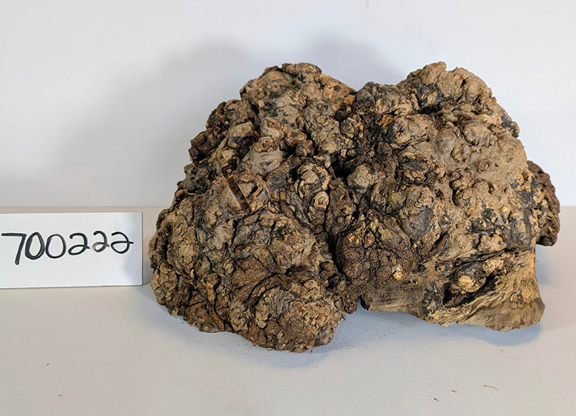 Maple Burl #700222
