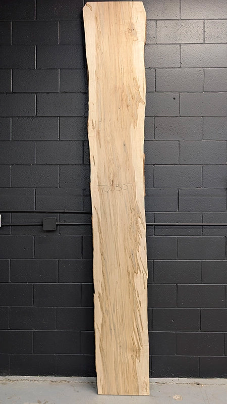Maple #700307