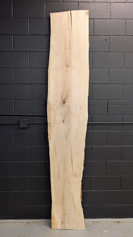 Maple #700309