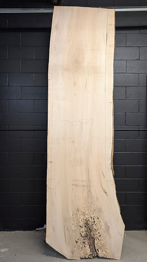Maple #700329