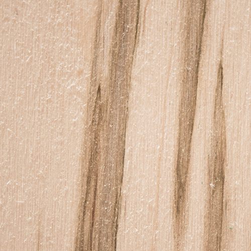 Ambrosia Maple