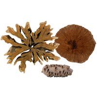 Burls and One of a Kind wood
