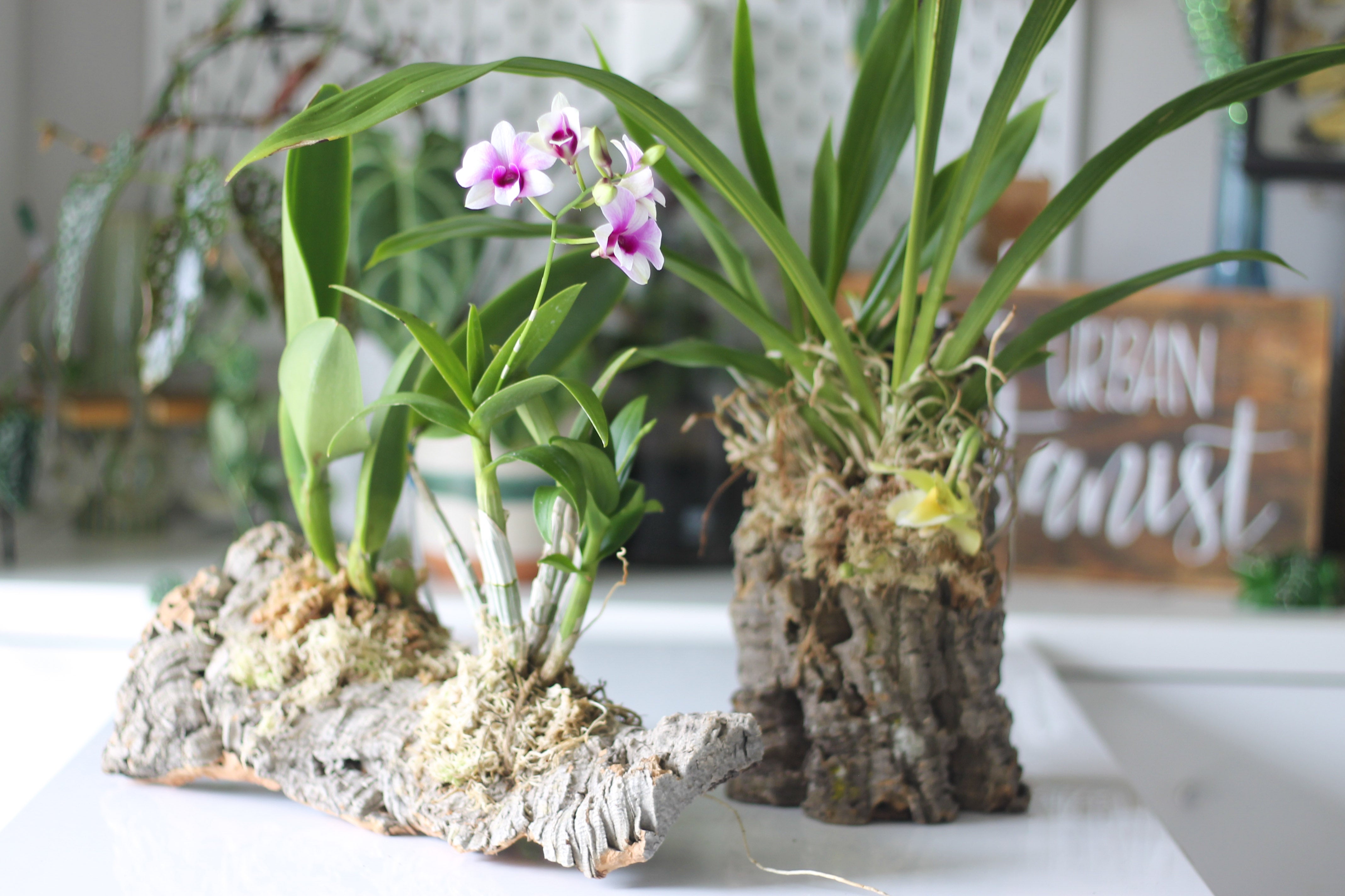 December 16th - Mounting an Orchid with The Urban Botanist