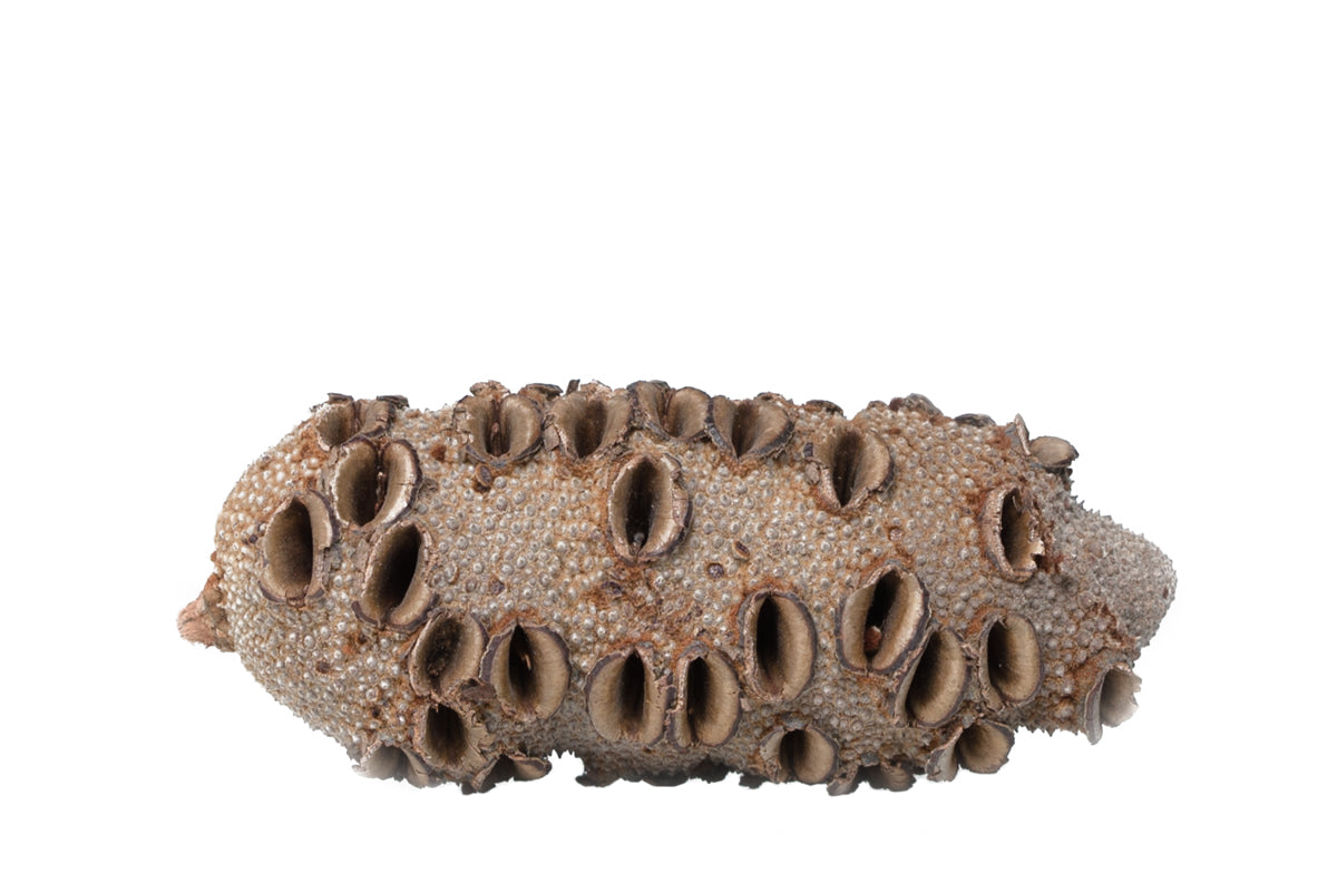 Banksia Nut