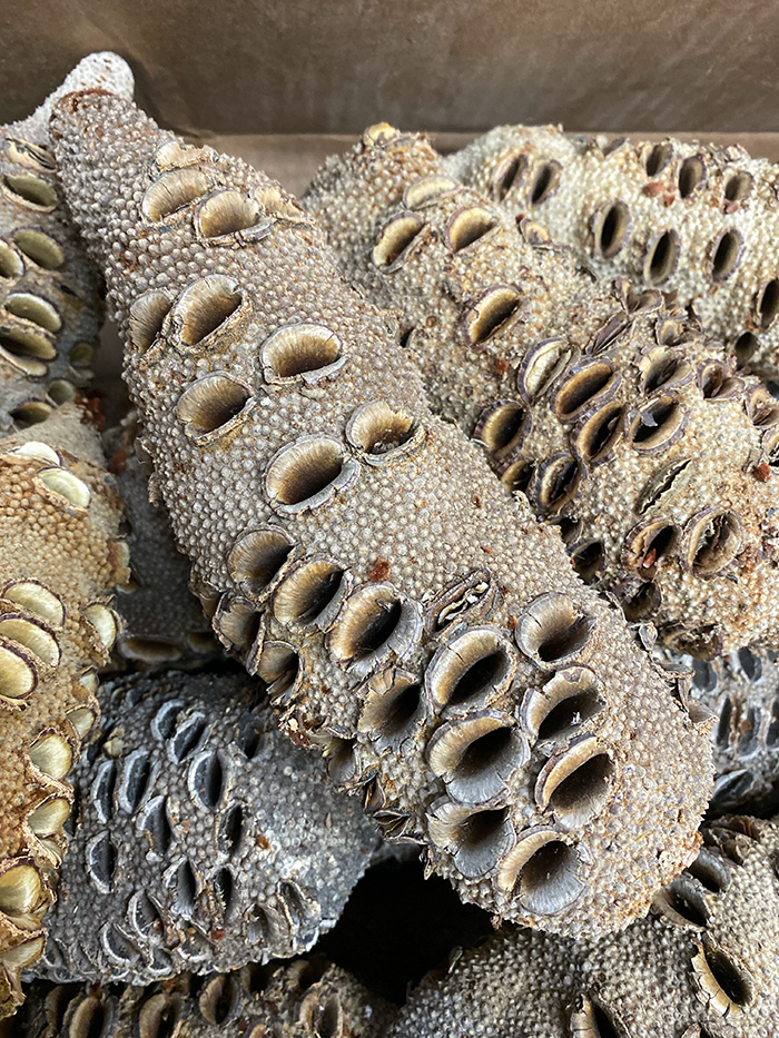 Banksia Nuts for woodworkers