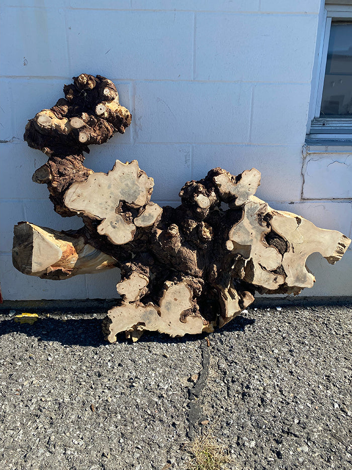 Buckeye Burl Slab